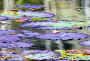 Lily Pads