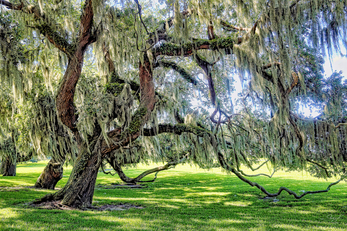 SOUTHERN TREES | Savannah Sam Photography