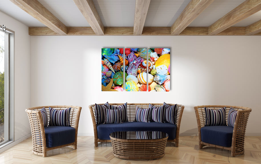 Seashell Study_Triptych